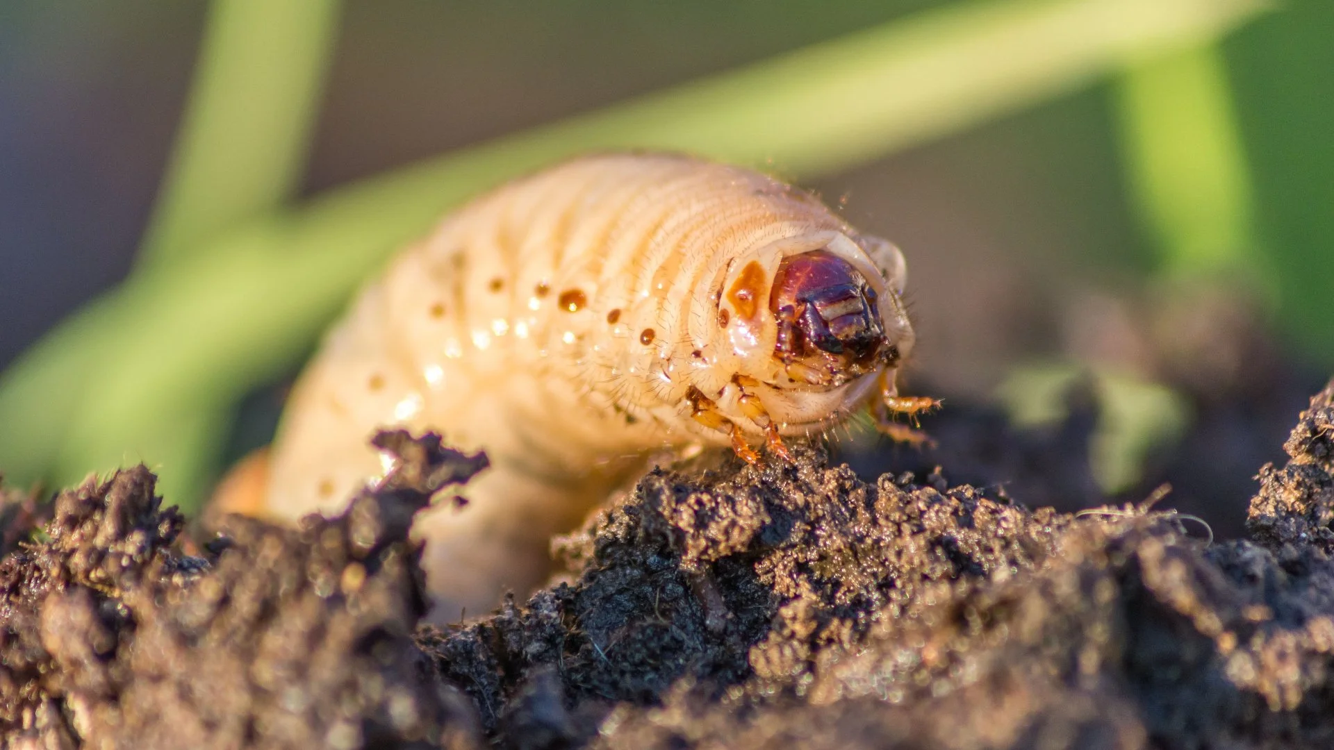 This Treatment Will Prevent a Grub Infestation on Your Lawn!