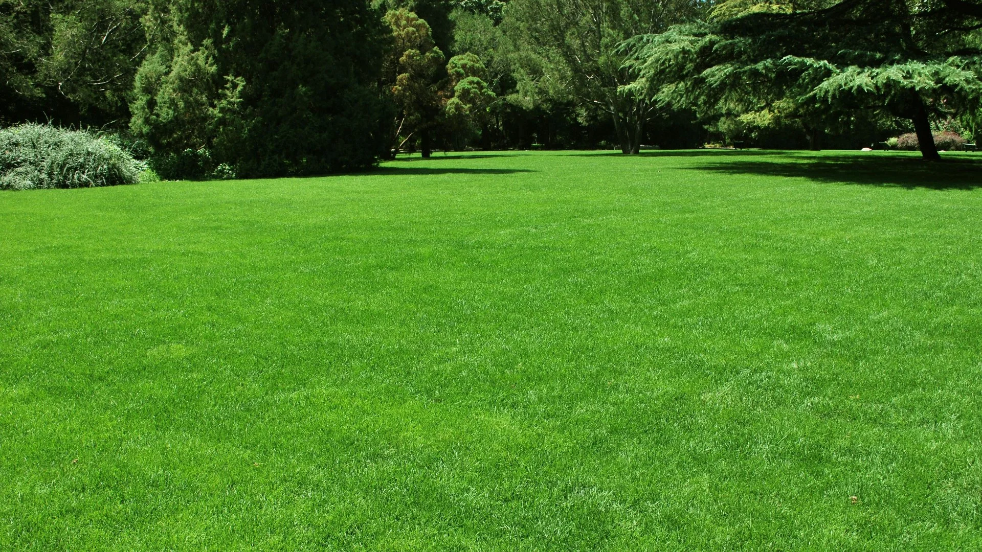 How Does Compacted Soil Harm Your Lawn's Health?
