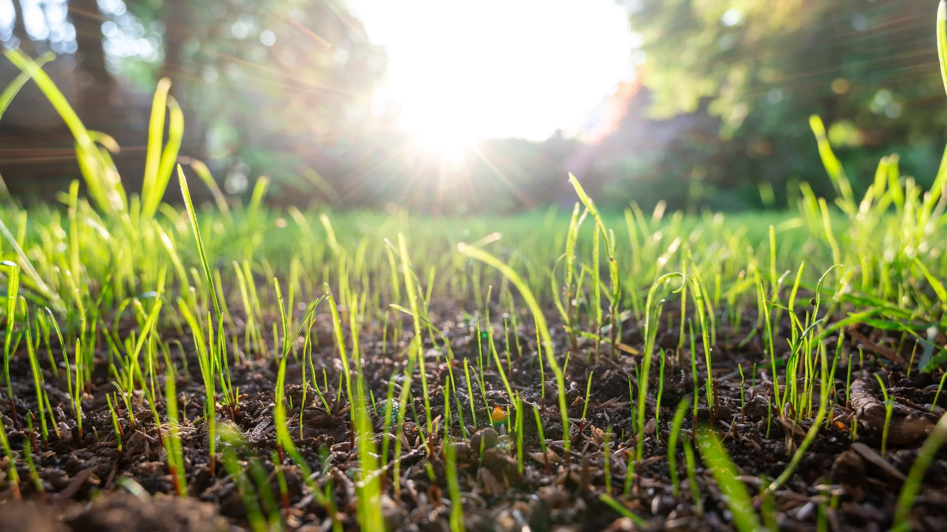 What Season Is Best to Overseed Your Lawn?
