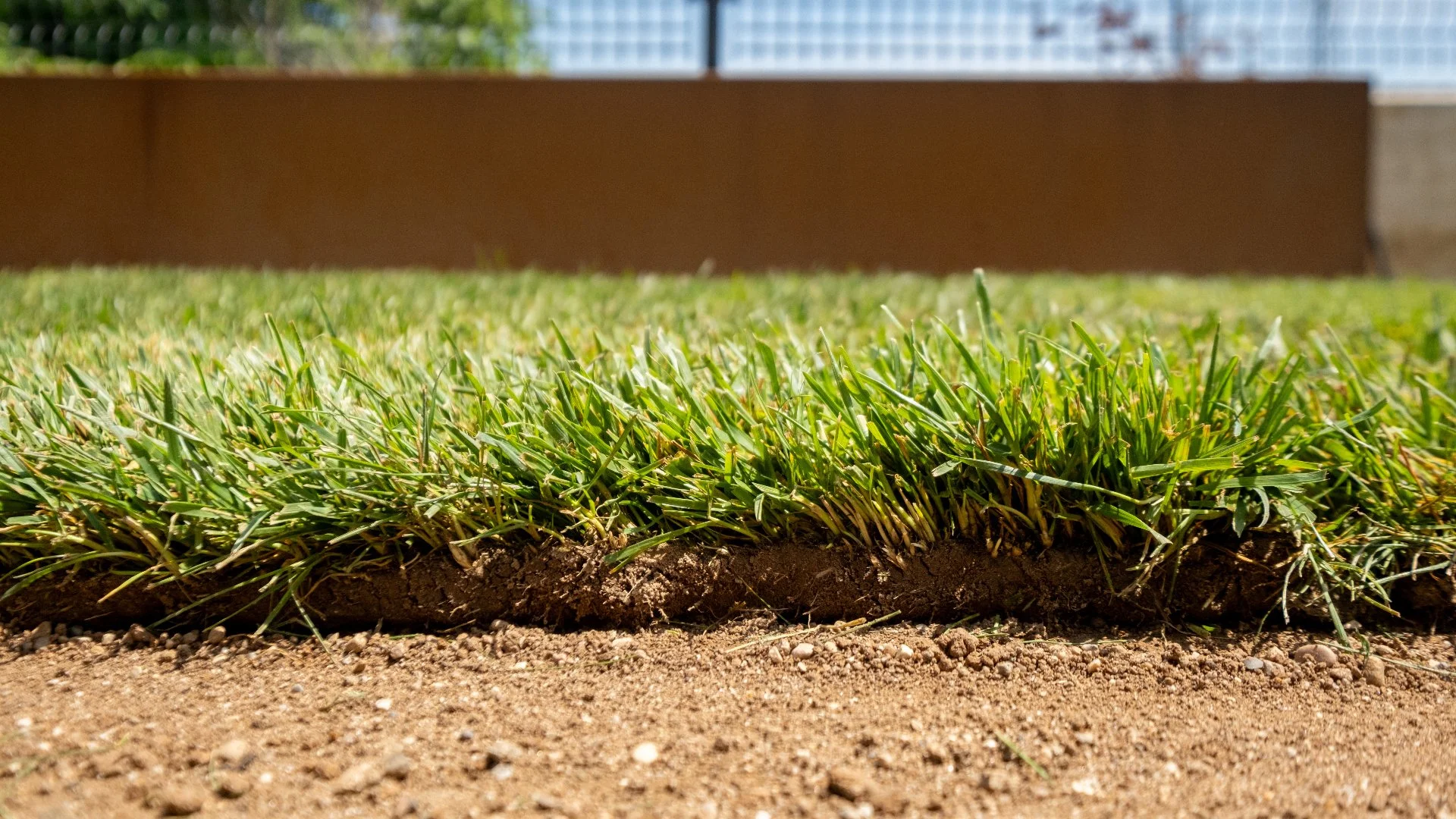 Things to Consider When Choosing Between Sod & Seed