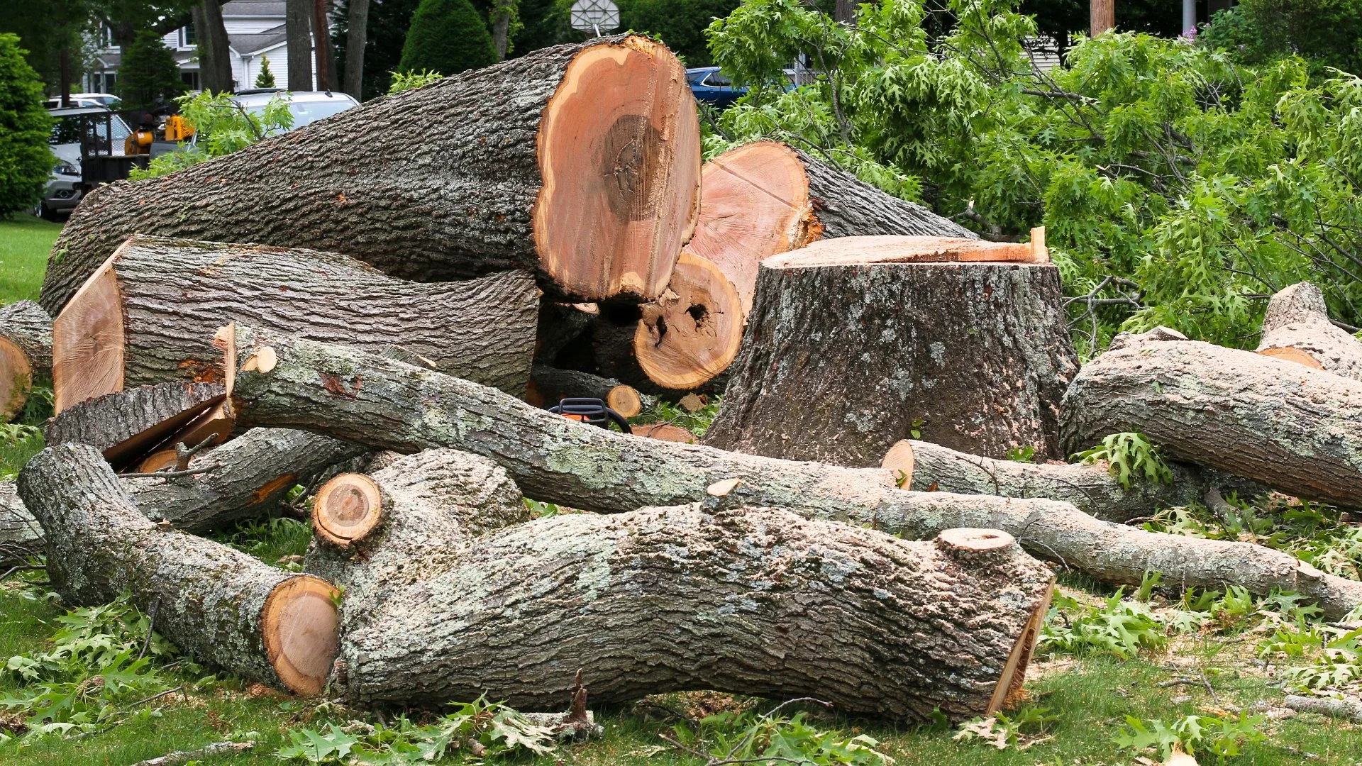 How Much Does It Cost to Have a Tree Removed?