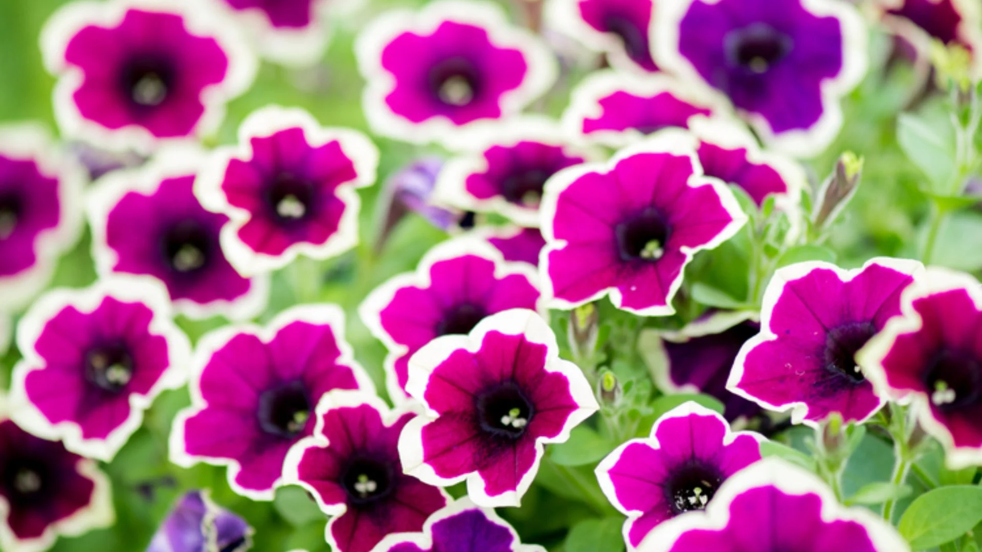 What Annual Flowers Are Good to Plant in the Spring?