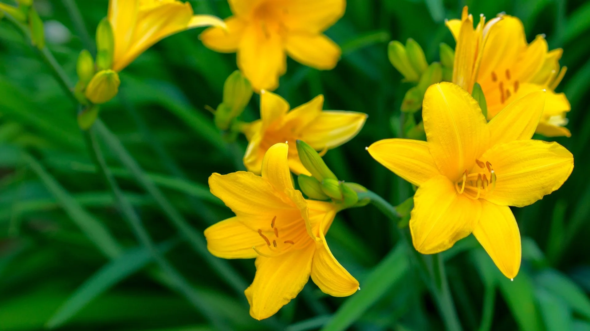Are Annuals or Perennials Better to Plant in Your Landscape?