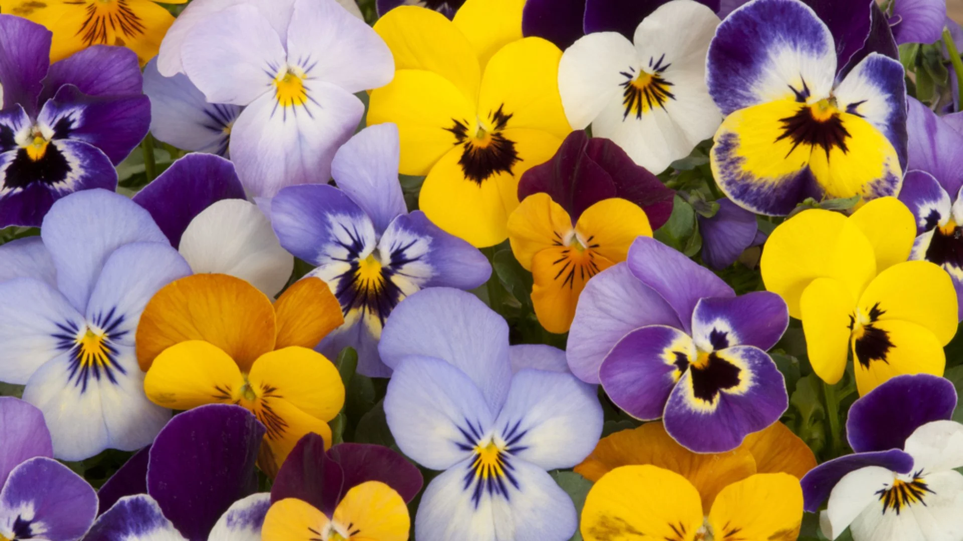 Can Fall Annual Flowers Tolerate Cold Temperatures?