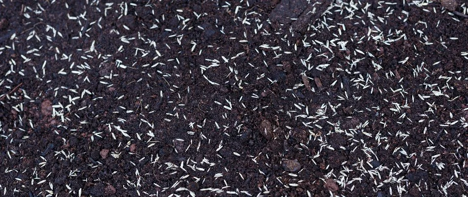 Bare soil with grass seeds in Huron, OH.