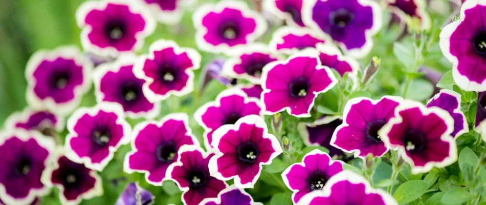 Petunias in Huron, OH, with bicolor petals.