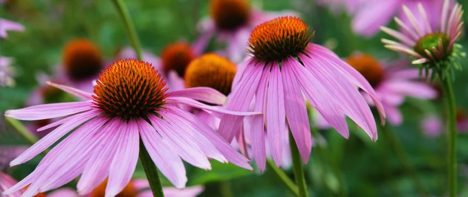 Close up of purple coneflowers in Huron, OH.