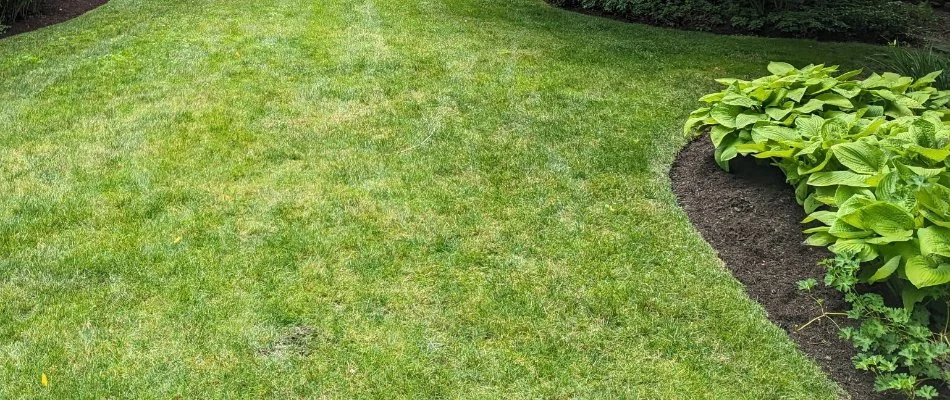 Fertilized green grass in Huron, OH, next to a mulched landscape bed.