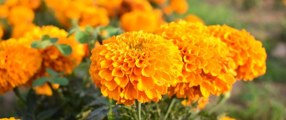 Marigold in Huron, OH, with large flowers.