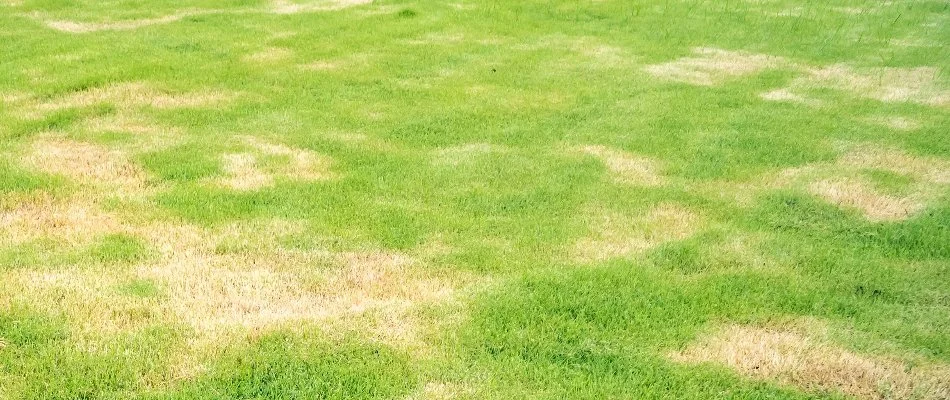 Lawn in Huron, OH, with discolored spots.