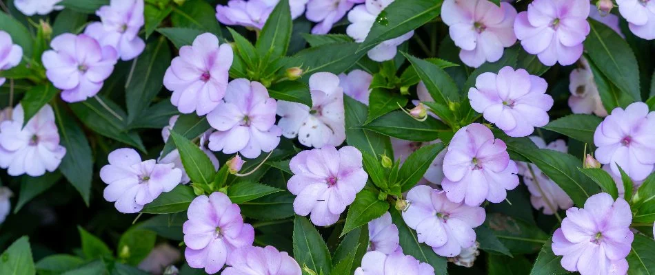 Light purple blooms and green foliage of impatiens in Huron, OH.
