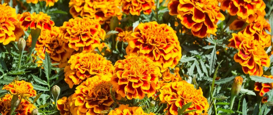 Marigolds on a landscape in Huron, OH.