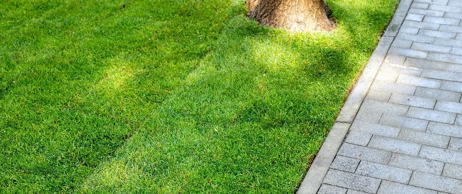 New sod lawn along a walkway in Huron, OH.