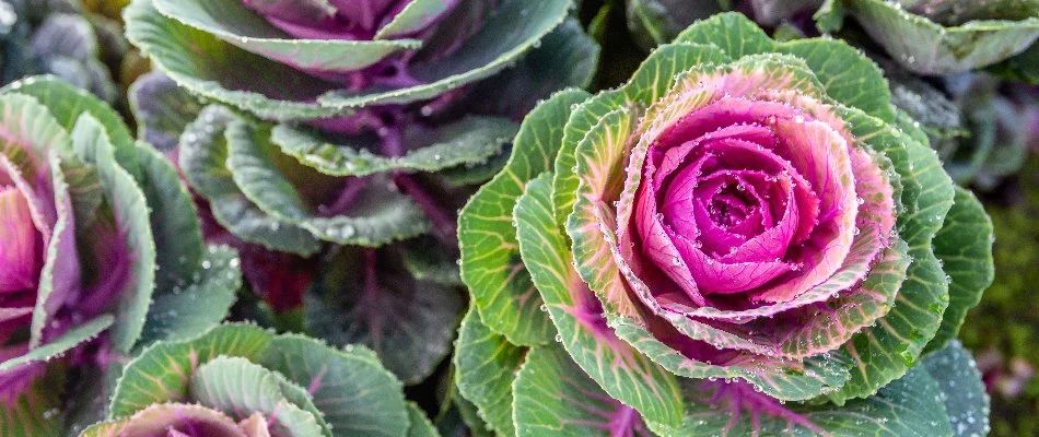 Ornamental cabbage in Huron, OH with water droplets.