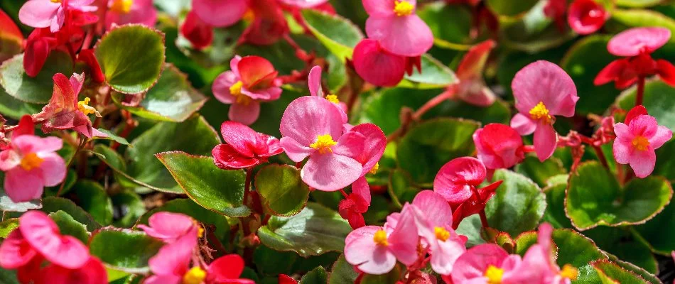 Pink begonia flowers in Huron, OH, with foliage.