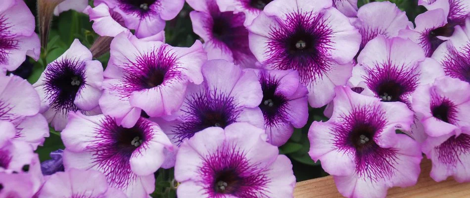 Purple petunia flowers in Huron, OH.