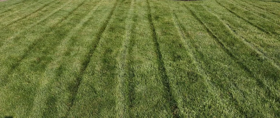 Thick, green lawn in Huron, OH, with striping.
