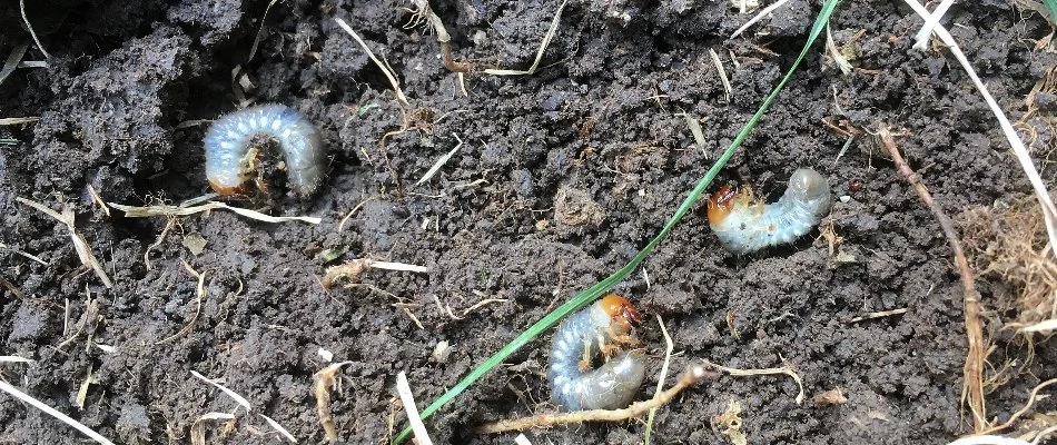 Soil in Huron, OH, with three grubs.