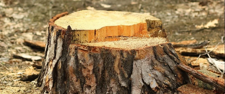 Tree stump in Huron, OH, after removal.
