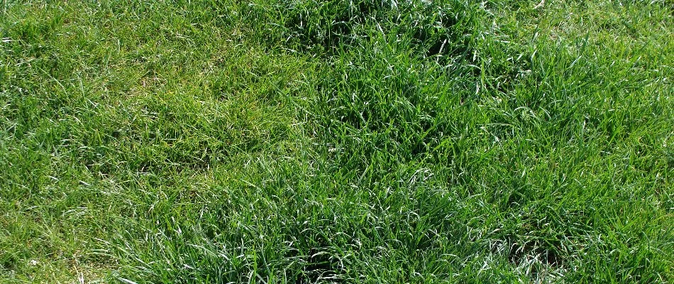 Uneven lawn in Huron, OH.