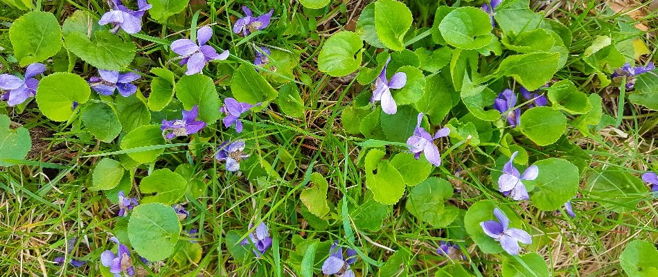 Wild violet weeds on a lawn in Huron, OH.
