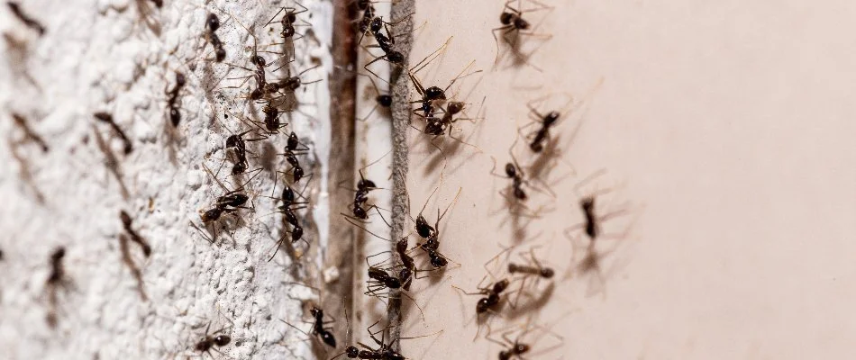 Ants crawling on a wall in Norwalk, OH.