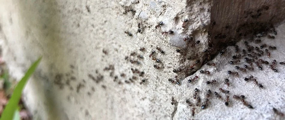 Ants on a wall in Lorain, OH.