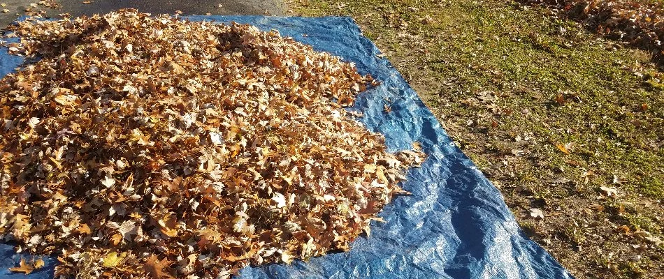 Blue tarp with a pile of leaves in Huron, OH.
