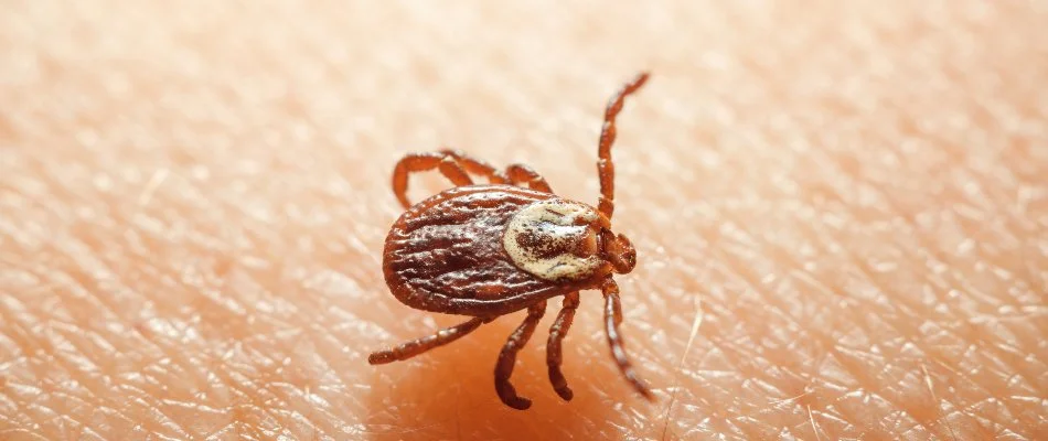 Brown tick on skin in Avon, OH.