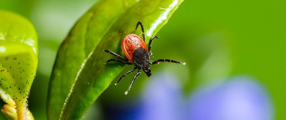 Deer tick on a leaf in Avon Lake, OH.