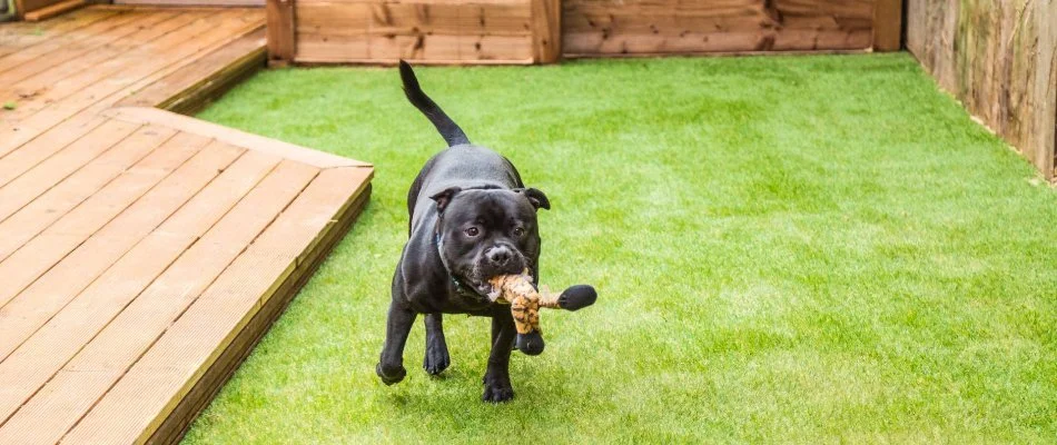 Dog playing on artificia turf in Huron, OH.