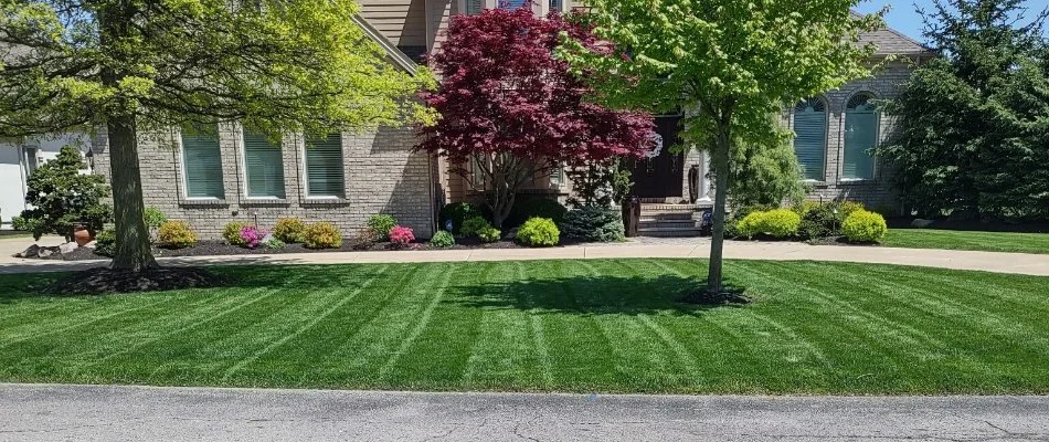 Lawn in Avon, OH, with mowing stripes and trees.