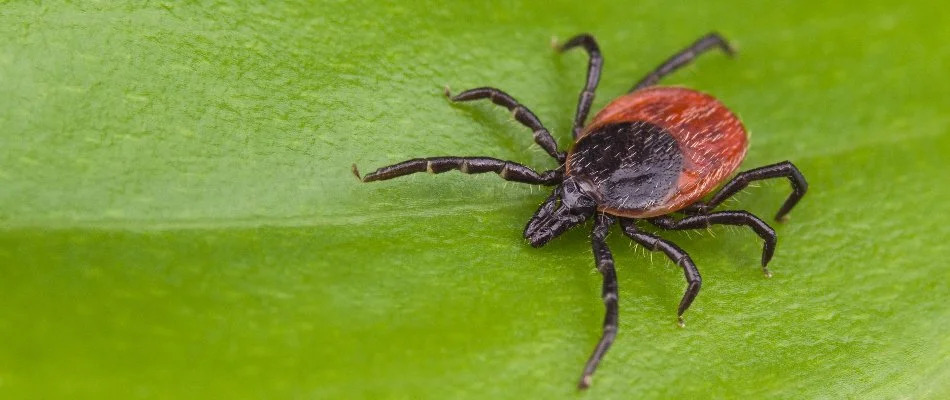 Leaf with deer tick in Sandusky South, OH.