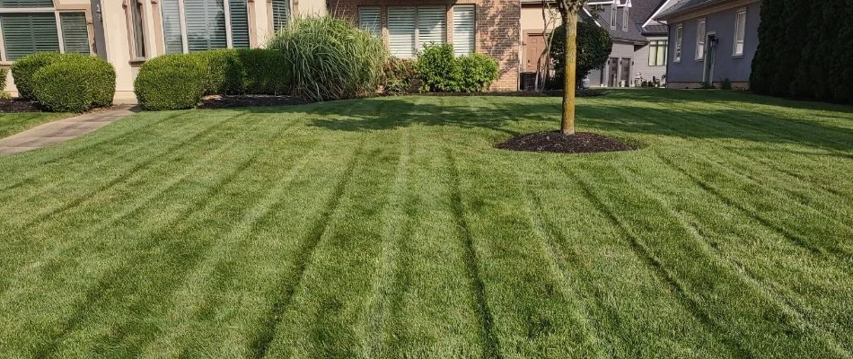 Lush grass in Sandusky South, OH, with mowing pattern.
