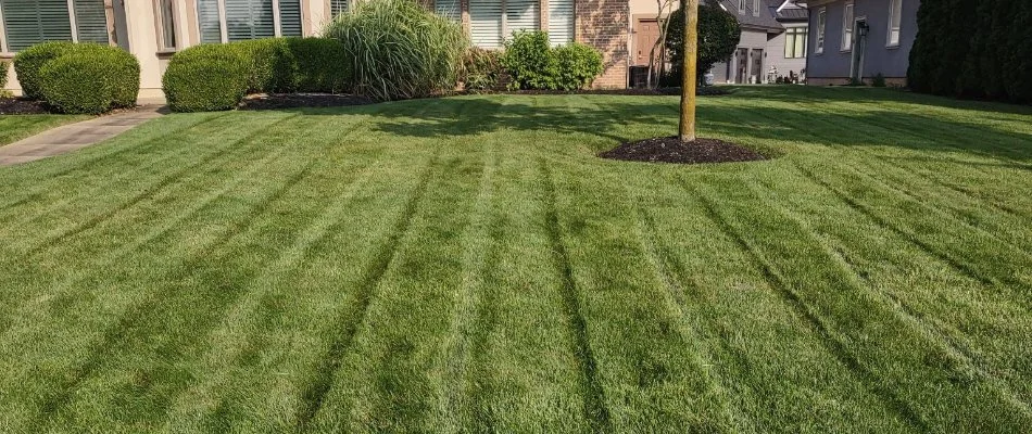 Lush, green front lawn in Lakeside, OH.