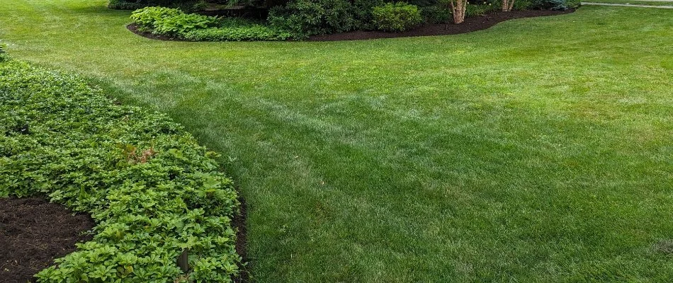 Lush green grass and shrubs in Middle Bass, OH.