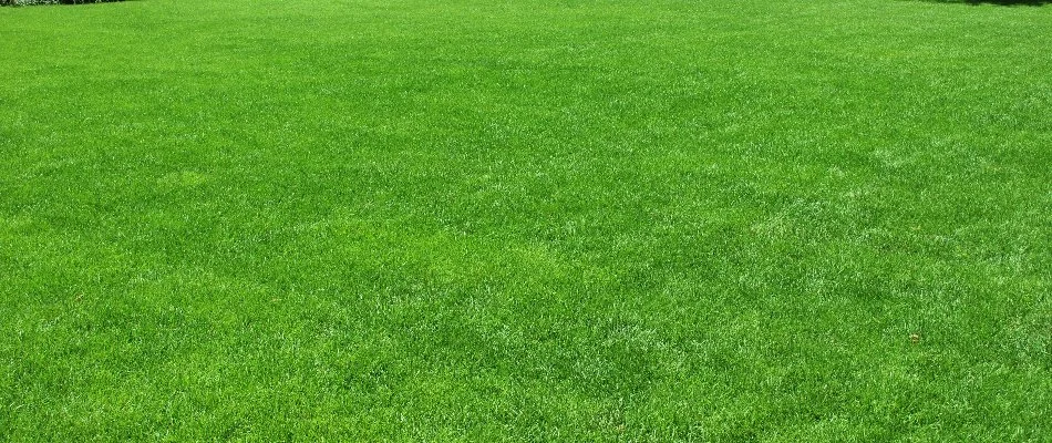 Lush, green grass in Marblehead, OH.