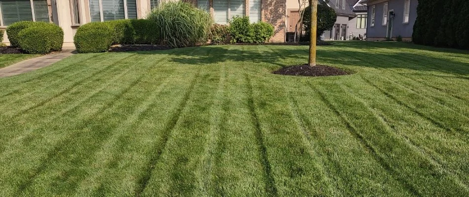 Lush lawn in Danbury Township, OH, with mowing stripes.