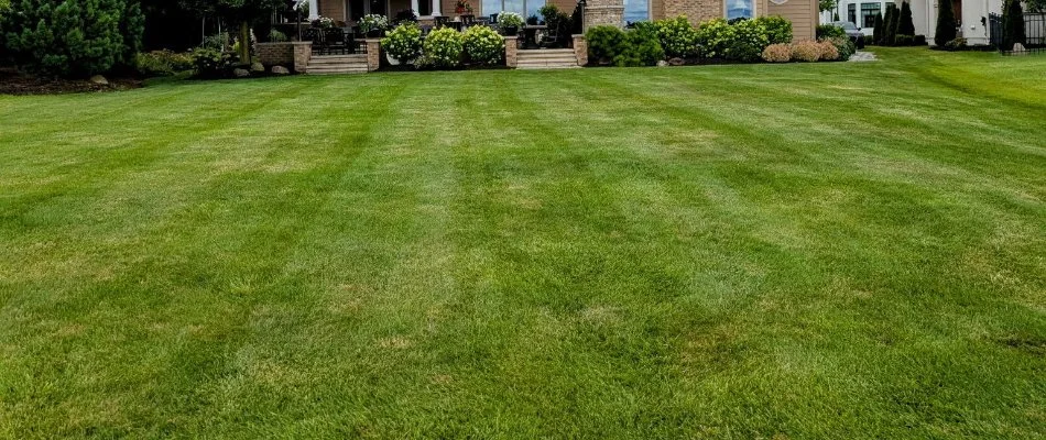 Lush, manicured grass in a front yard in Erie County, OH.