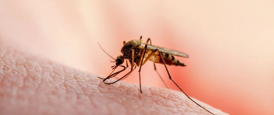 Mosquito biting skin in Lakeside, OH.