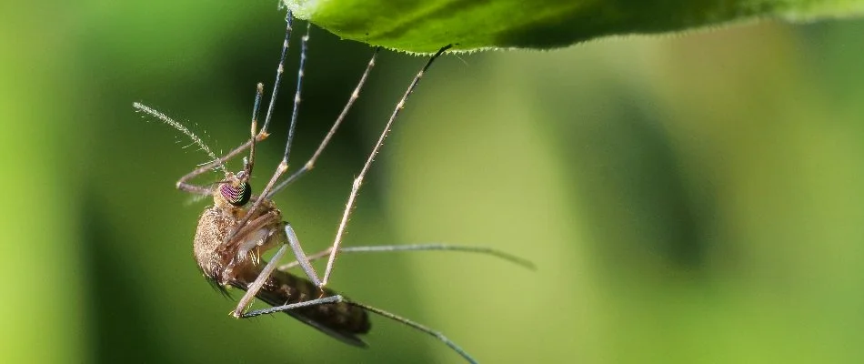 Mosquito hanging off a leaf in Clyde, OH.