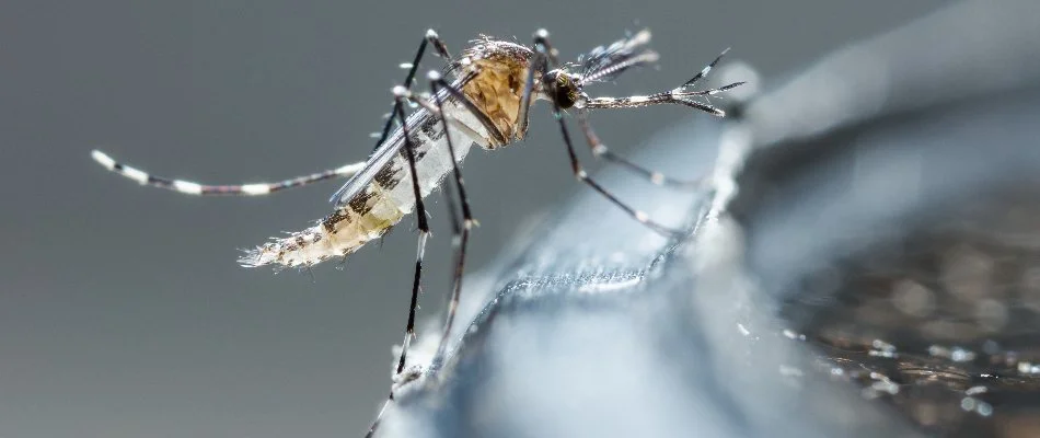 Mosquito in Middle Bass, OH, on a plastic container.