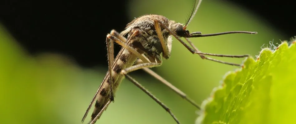 Mosquito on the side of a plant leaf in Erie County, OH.