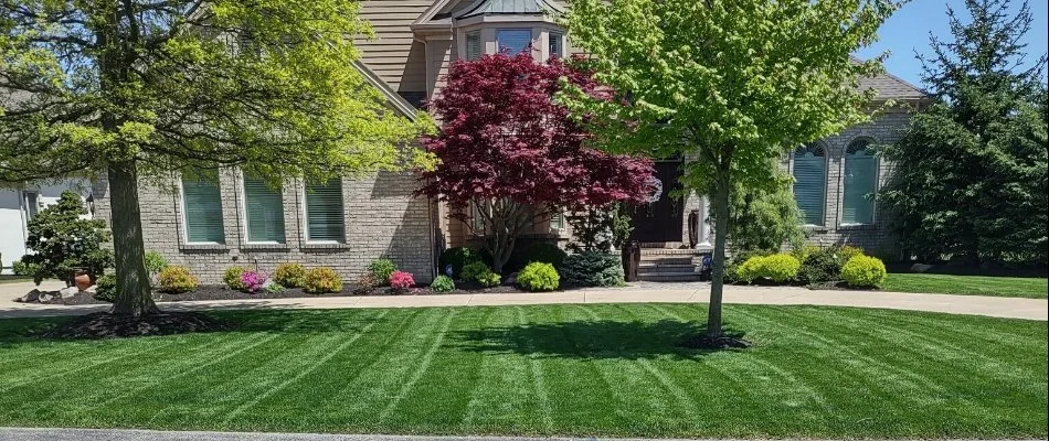 Mowed lawn with healthy trees in Amherst, OH.