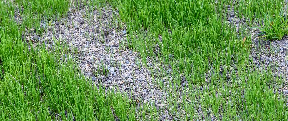 Patchy lawn in Huron, OH, with grass seeds after overseeding.