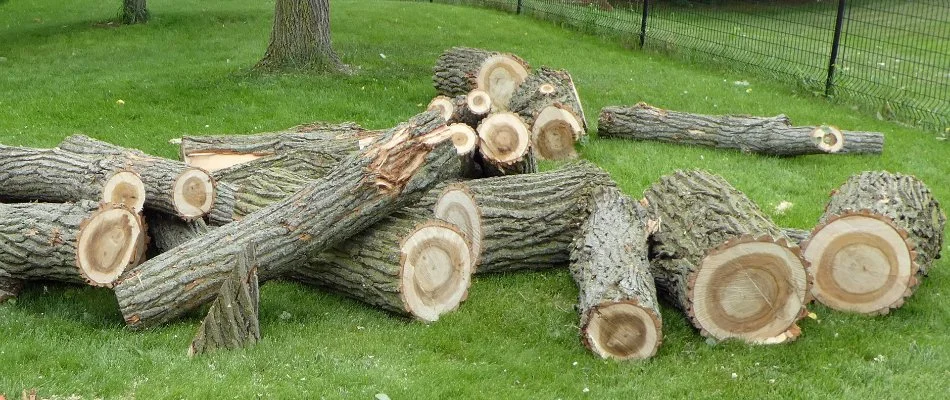 Pieces of a tree on a lawn in Huron, OH.