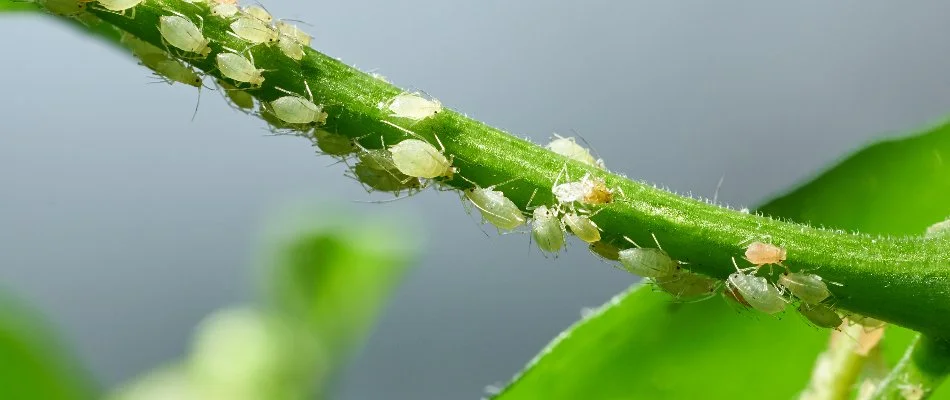 Plant stem in Huron, OH, with aphids.