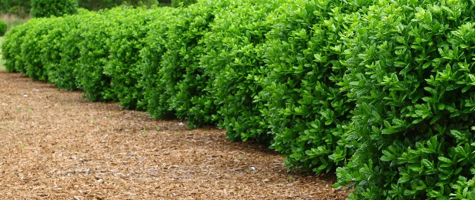 Row of green, manicured shrubs in a mulch bed in Marblehead, OH.