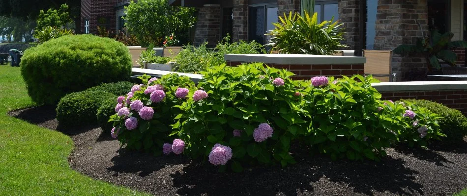 Shrubs and plants on a landscape in Sandusky South, OH.