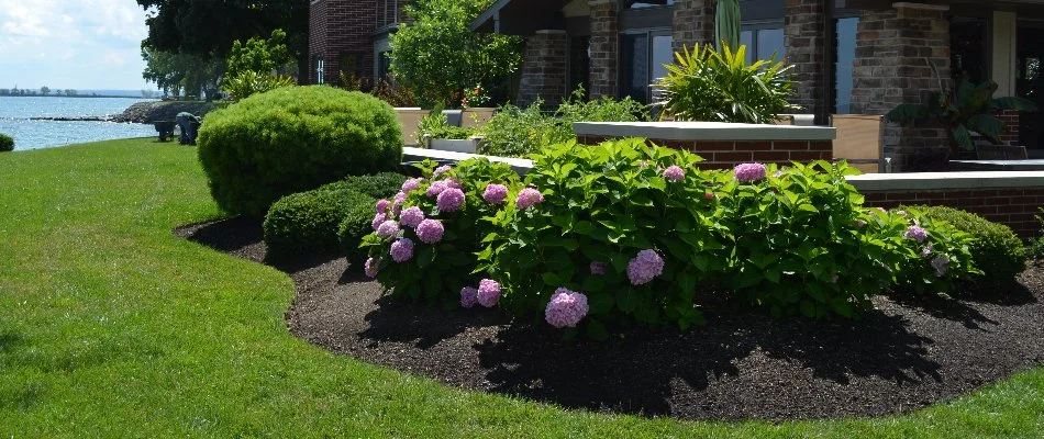 Shrubs with pink flowers on a property in Huron, OH.